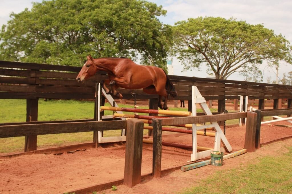 Foto: Reproducao / G1 RS