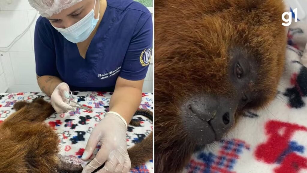 Foto: Reproducao / G1 RS