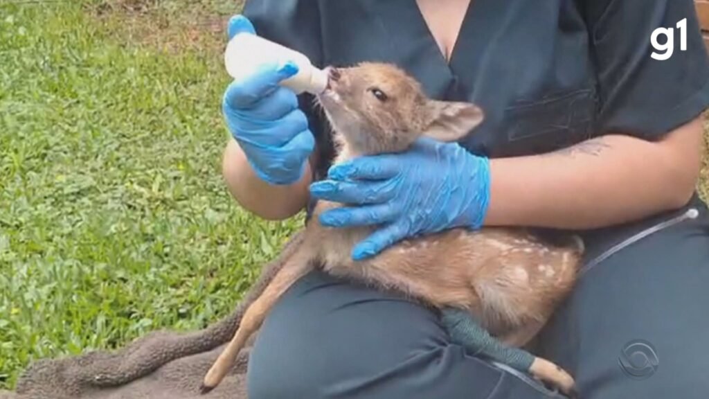 Foto: Reproducao / G1 RS