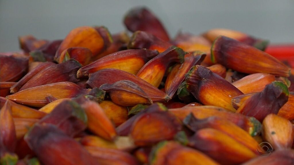 Foto: Reproducao / G1 RS