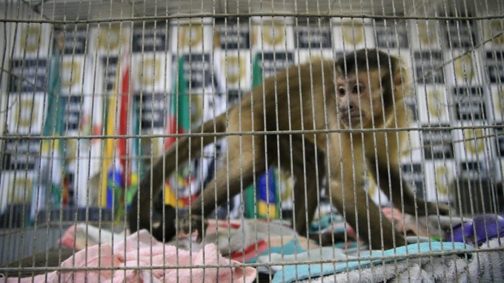 Foto: Reproducao / G1 RS