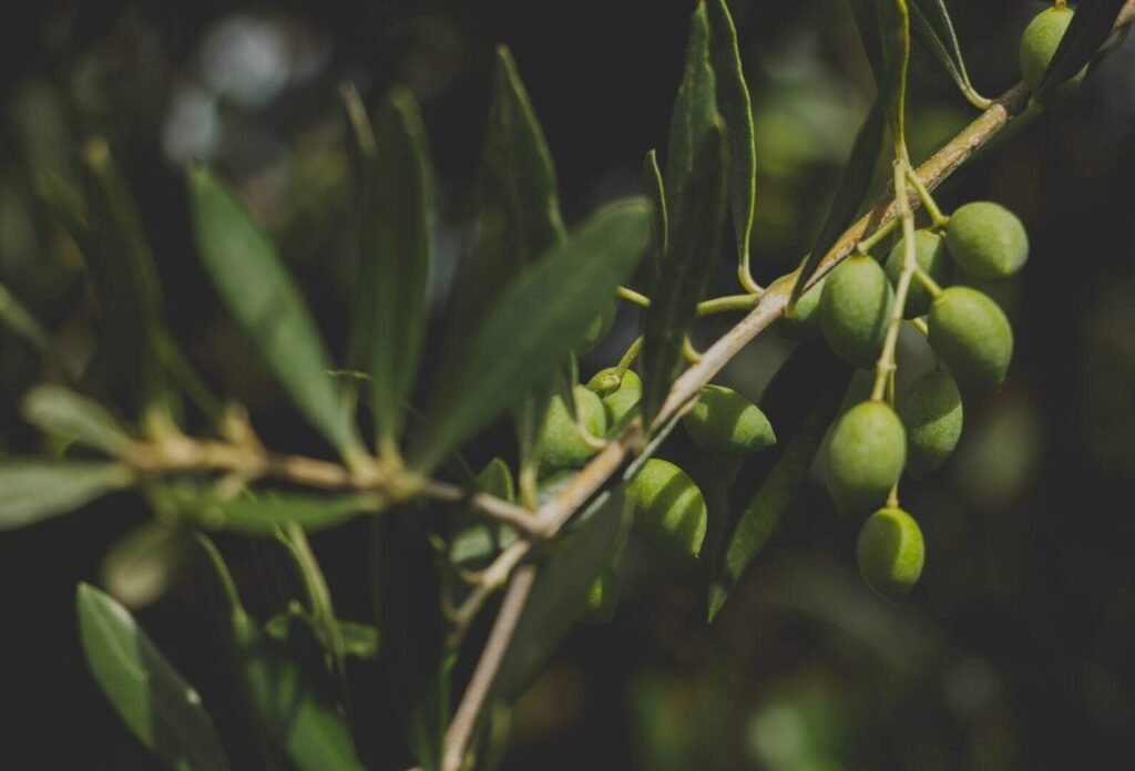 RS cria centro de referência