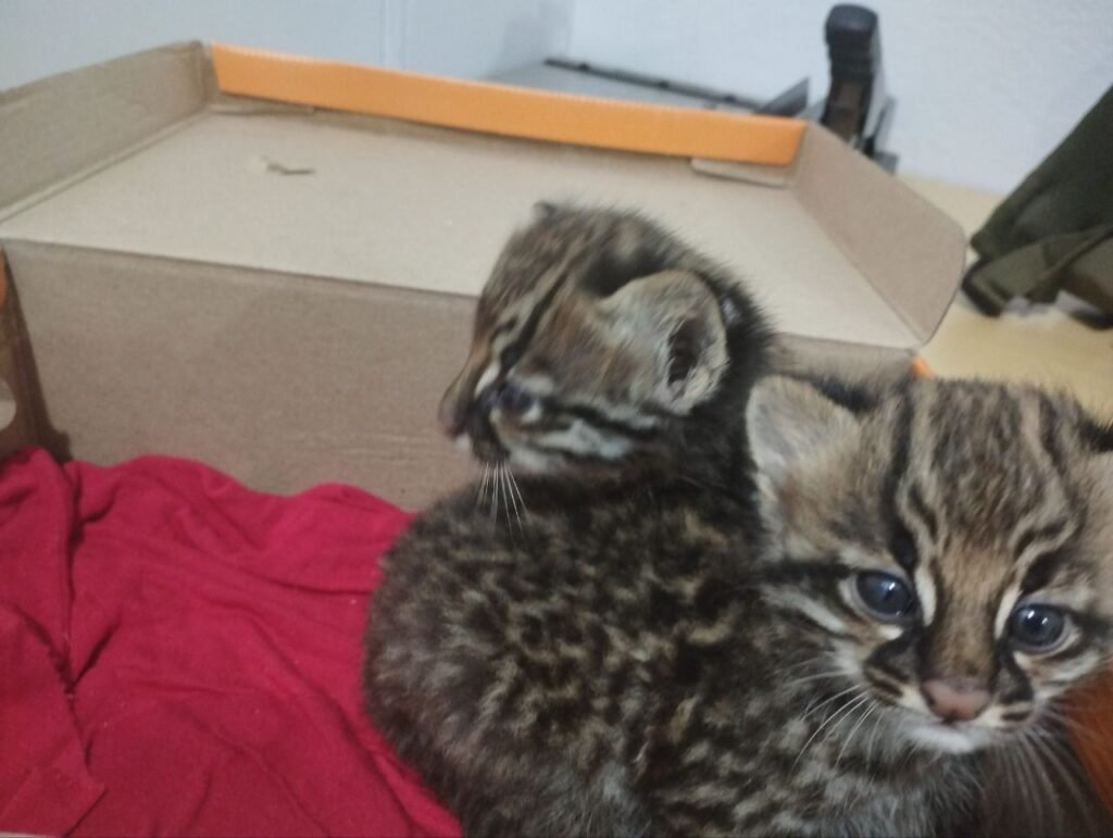 Jaguatiricas resgatadas no RS