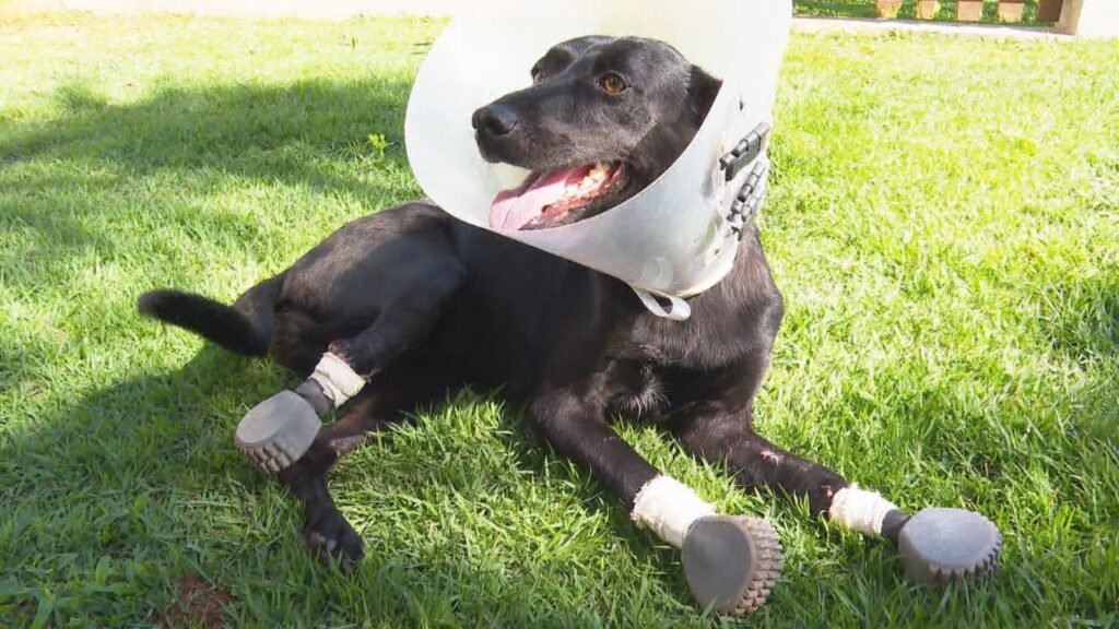 Foto: Reproducao / G1 RS