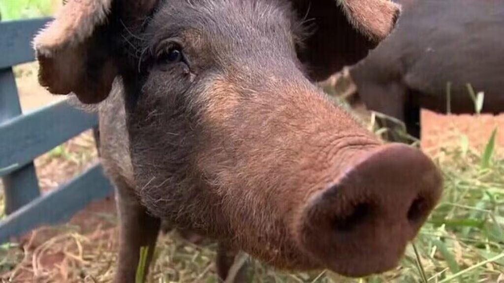 Foto: Reproducao / G1 RS