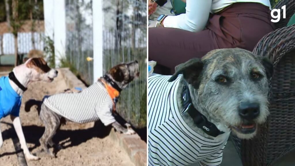 Foto: Reproducao / G1 RS