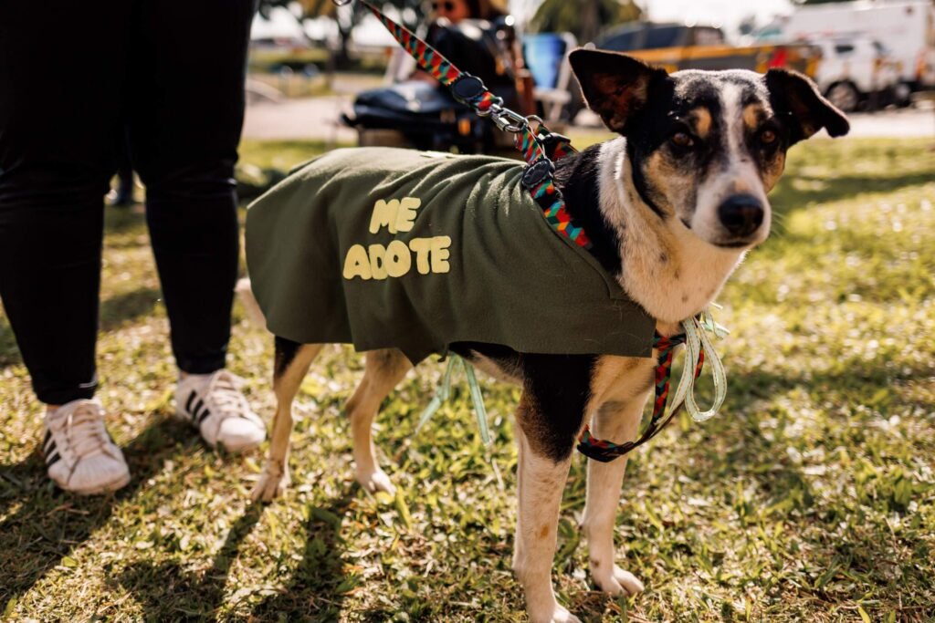Foto: Reproducao / Jornal O Sul
