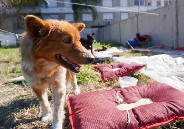 Foto: Reproducao / Jornal O Sul